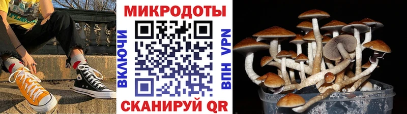 где купить   Кологрив  Галлюциногенные грибы Cubensis 